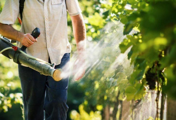 5 эффективных способов, которые помогут спасти виноград от ос и пчёл